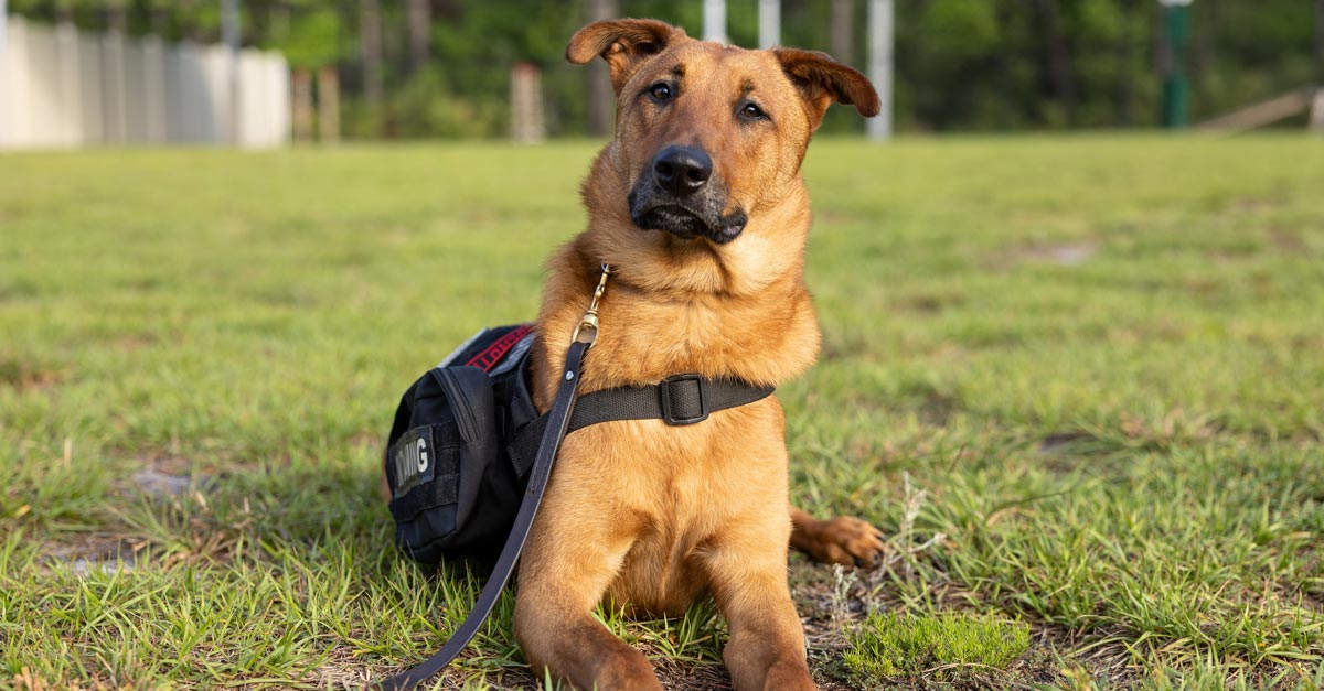 Drug Free Wellness: Chiropractic Care and K9s for Warriors